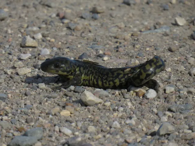 Barred tiger salamander on gravel
