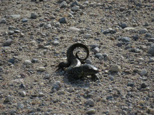 Barred tiger salamander on gravel